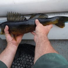 Measuring the walleye