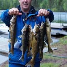 Yellow perch catch