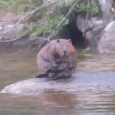 Beaver