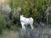 Bull Moose