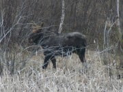 Bull Moose