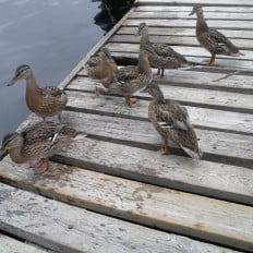 Ducks on Dock