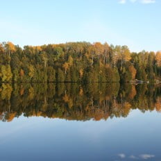 Fall Tree Colours