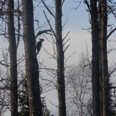 Pileated Woodpecker