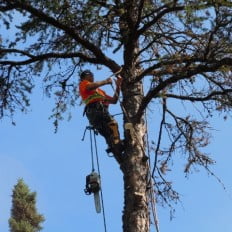 Tree Cutting